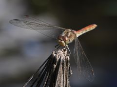 Sympetrum vulgatum